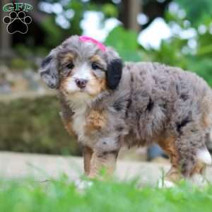 Margarita, Mini Bernedoodle Puppy